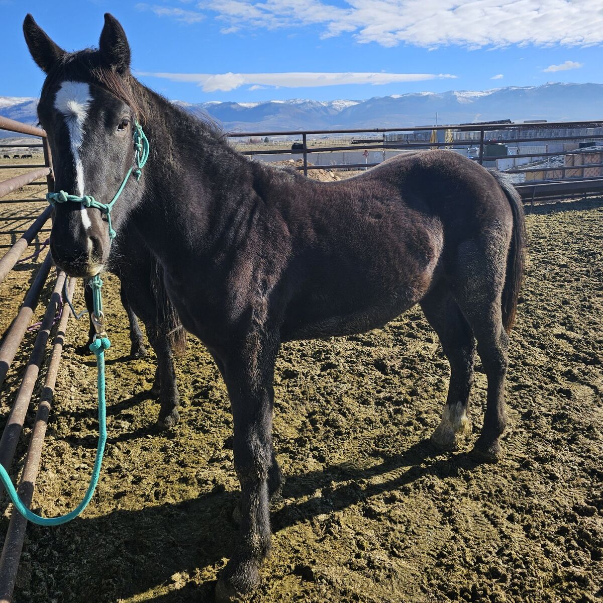 Black Half Draft 2 Yr Old Colt