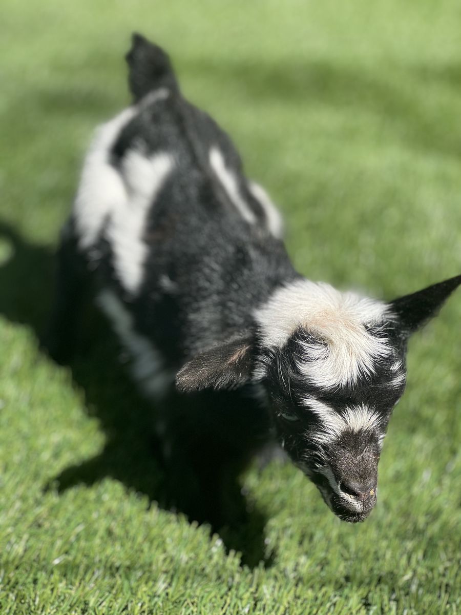 2 Bottle-Fed Nigerian Dwarf Babies For Sale