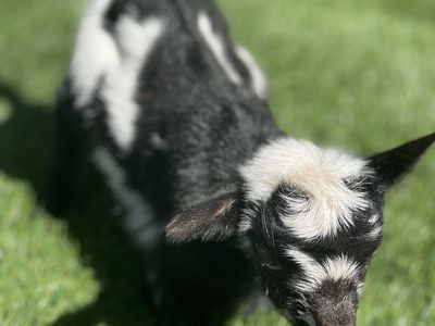 2 Bottle-Fed Nigerian Dwarf Babies For Sale