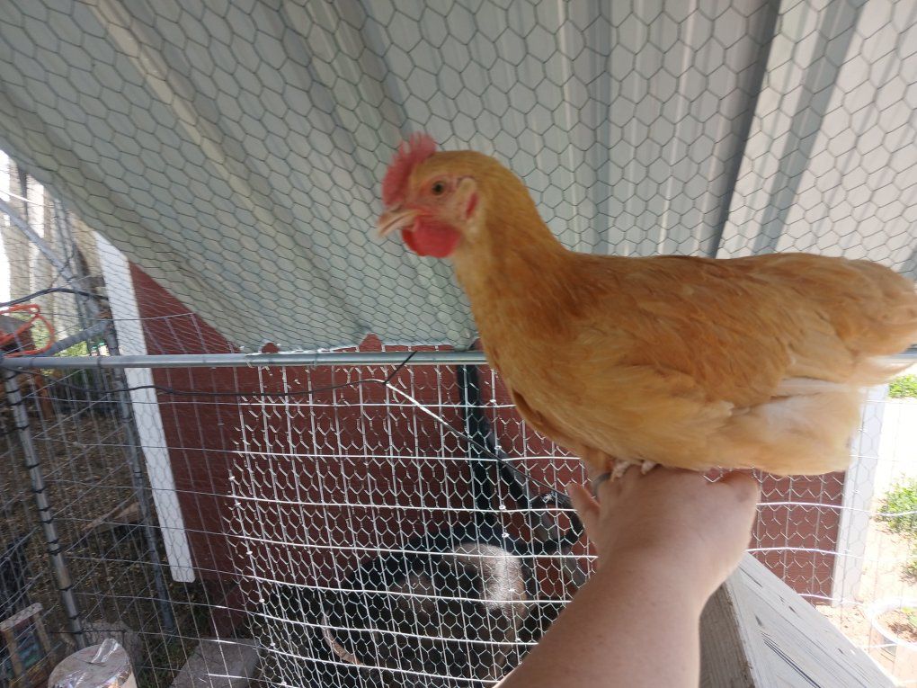 Free buff orpington rooster