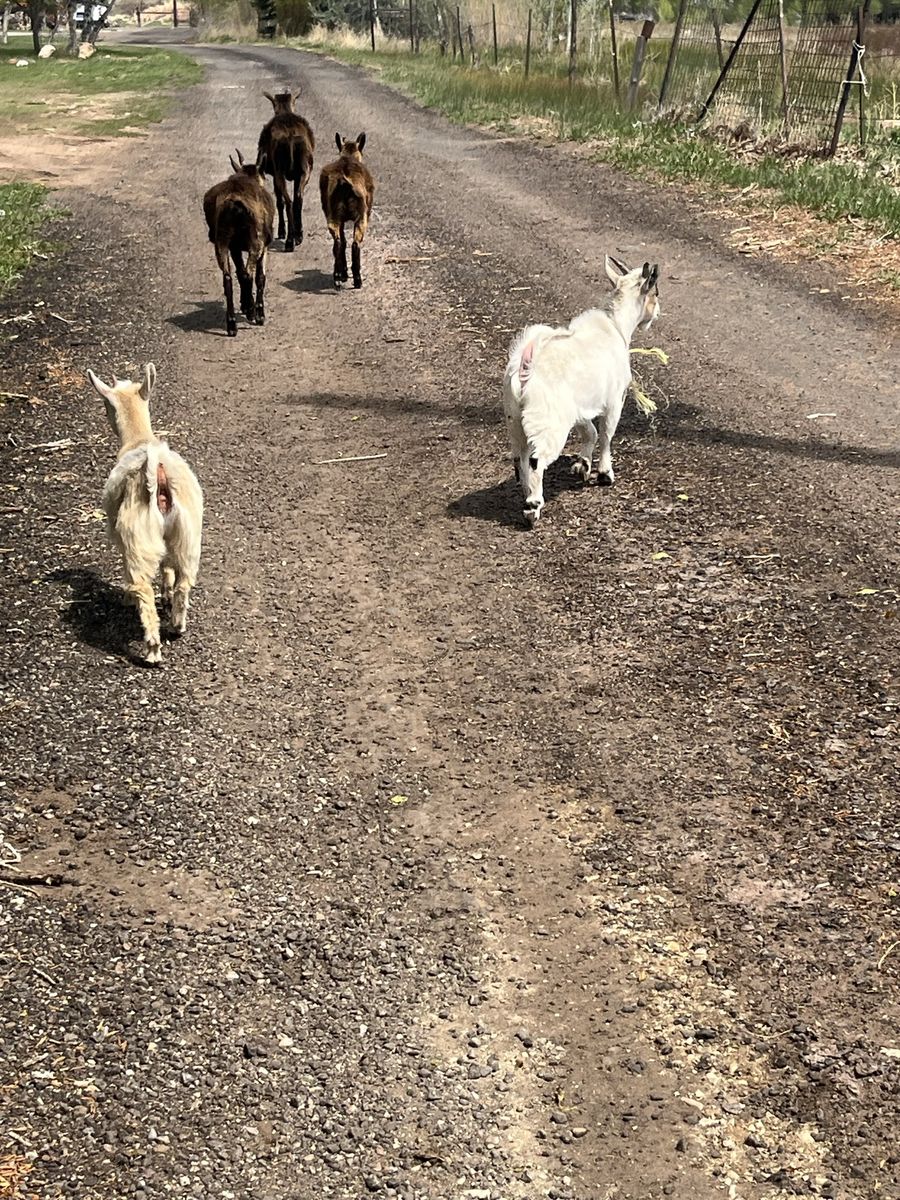 ISO Cheap free goats
