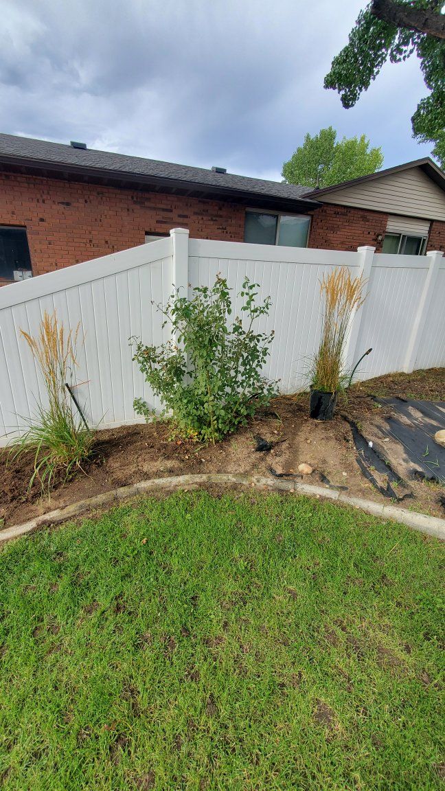 Established Red Rose Bush