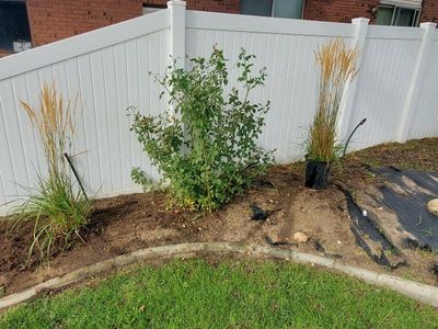 Established Red Rose Bush