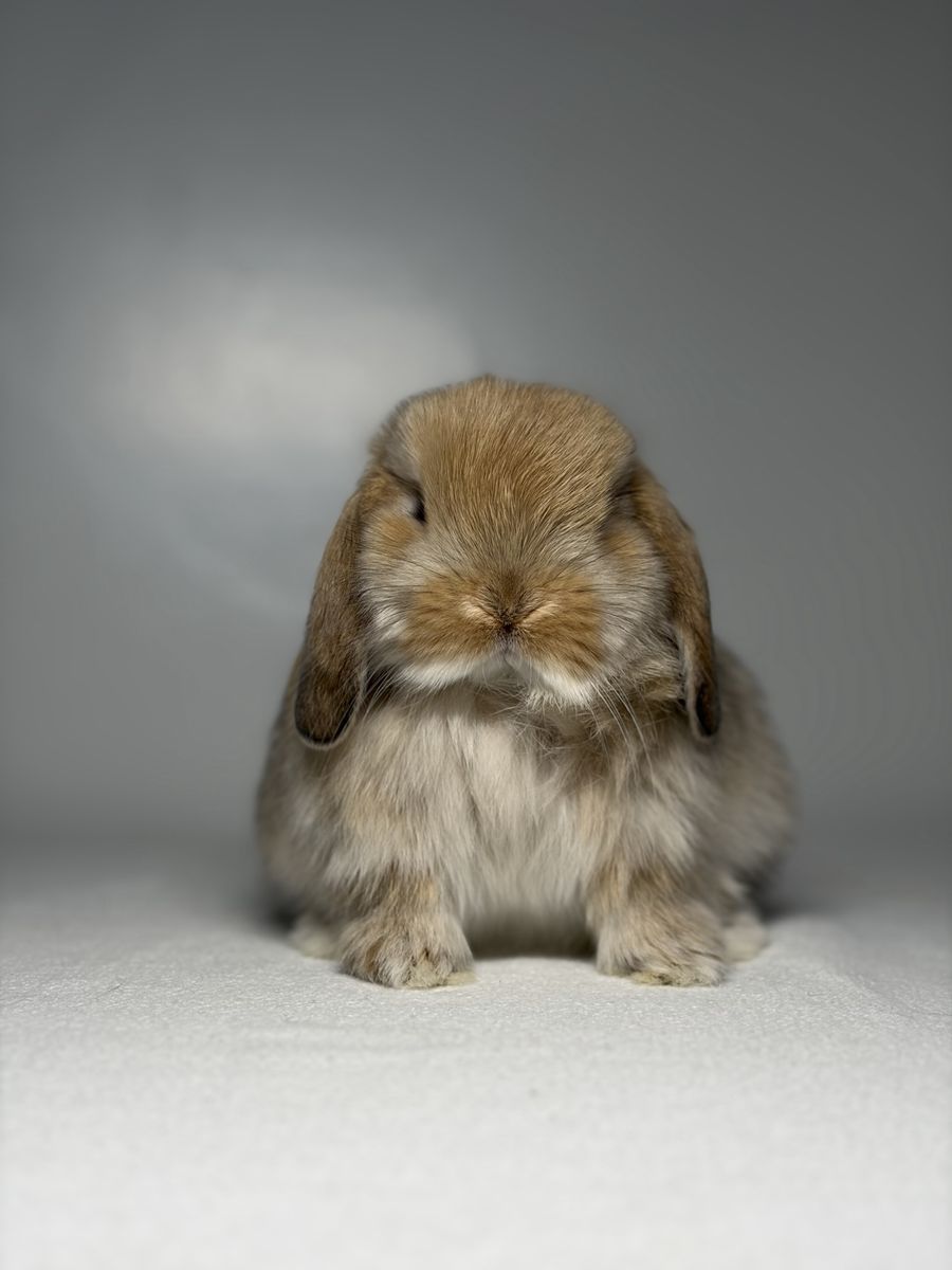 Holland Lop Buck