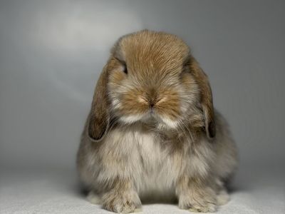 Holland Lop Buck
