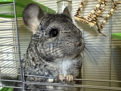 Pet Chinchilla