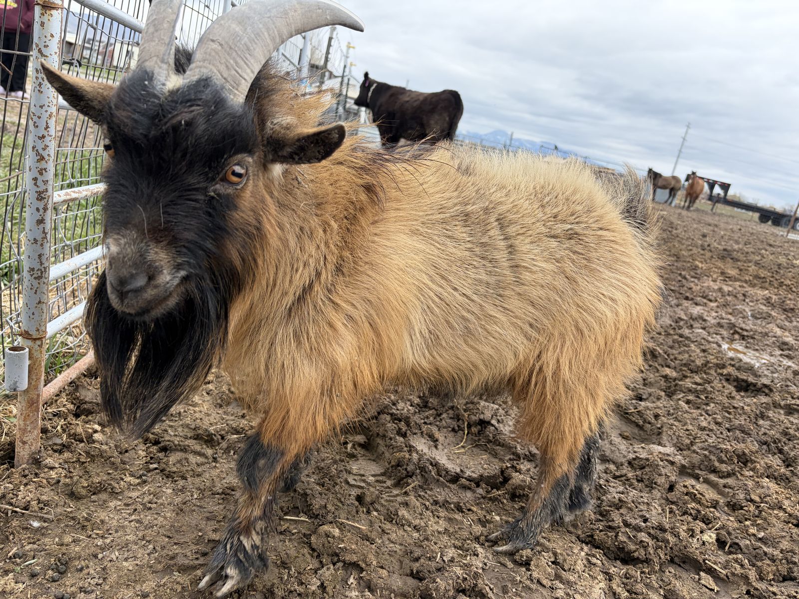 Pygmy Buck For Stud (not For Sale)