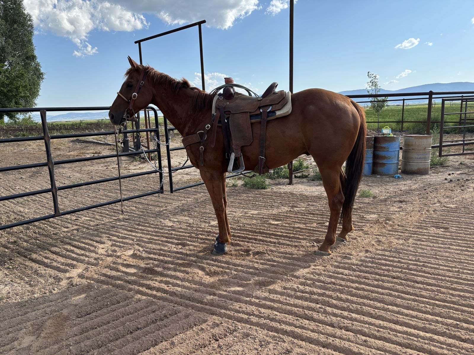 AQHA 8 year old Gelding