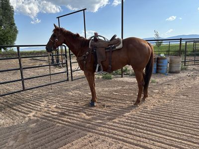 AQHA 8 year old Gelding