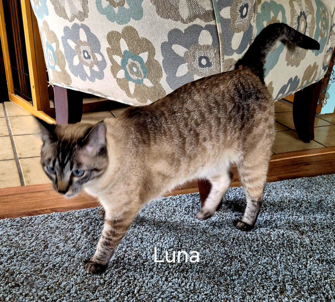 LUNA, lynx siamese female