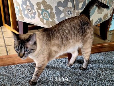 LUNA, lynx siamese female