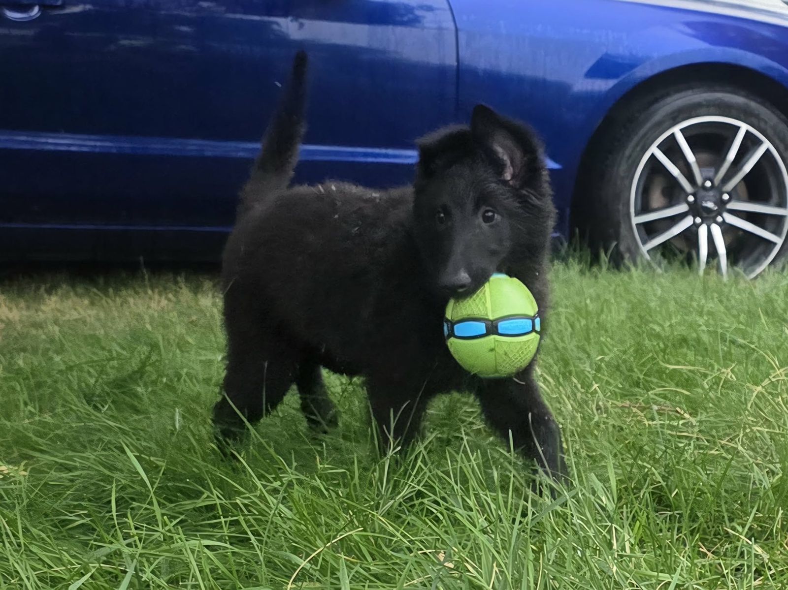 AKC Belgian Sheepdog pups Traveling UT/NV