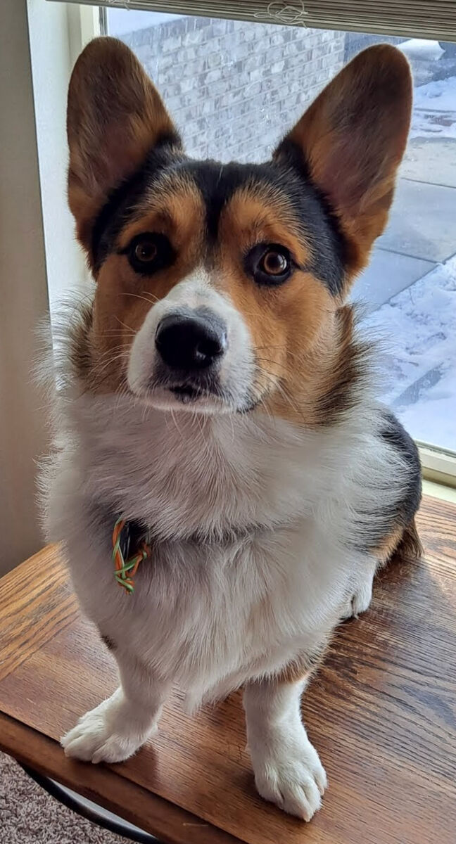 Corgi Stud