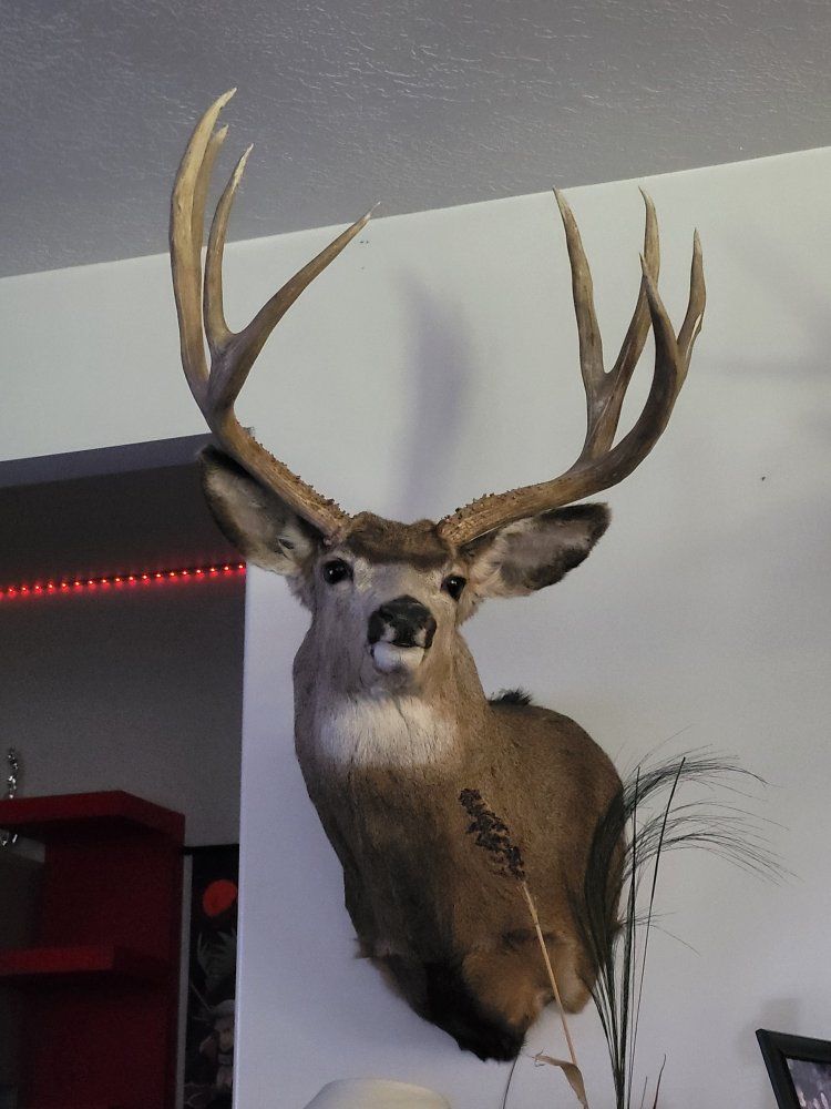 Large Mule Deer Taxidermy Mount with Impressive Antlers