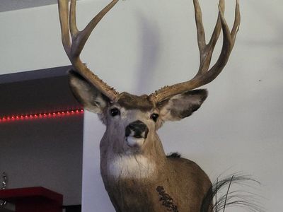 Large Mule Deer Taxidermy Mount with Impressive Antlers