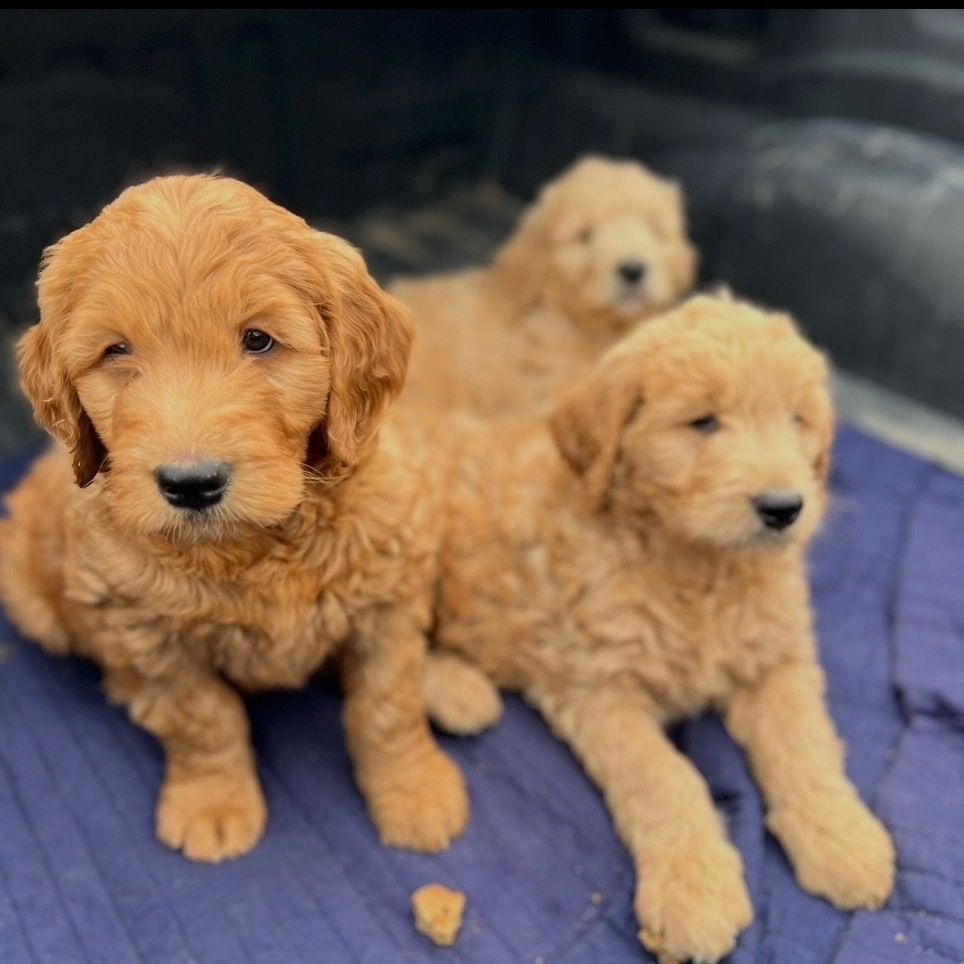 Goldendoodles