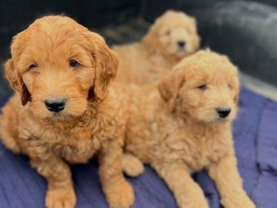 Goldendoodles