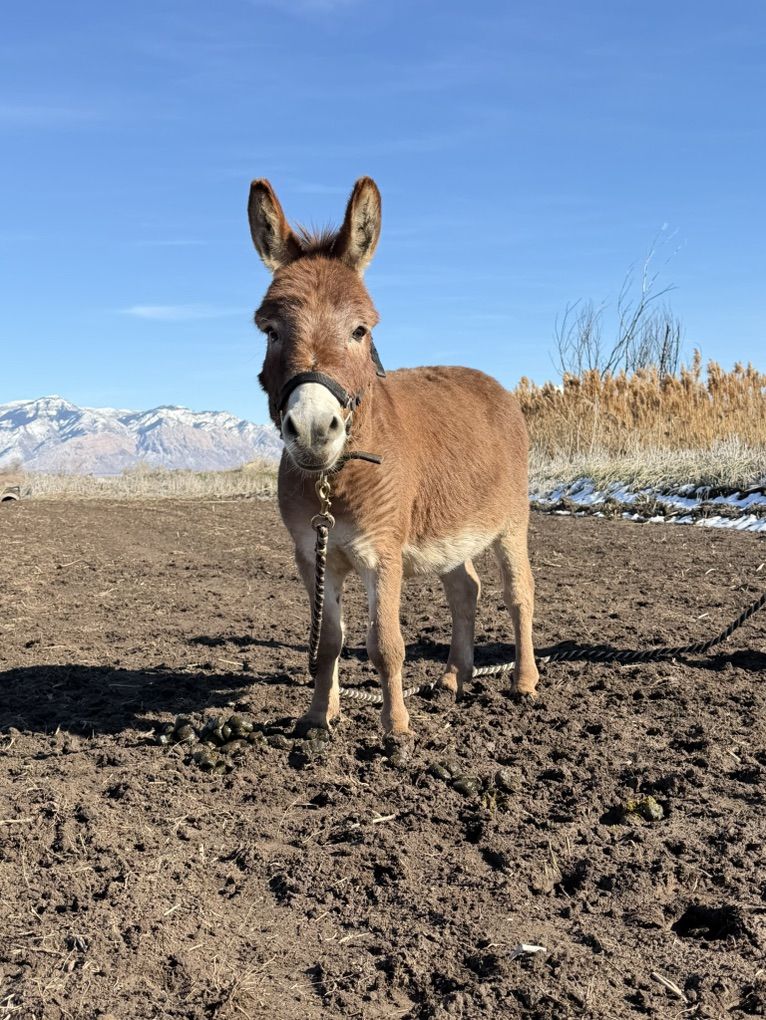 Mini Donkey Stud