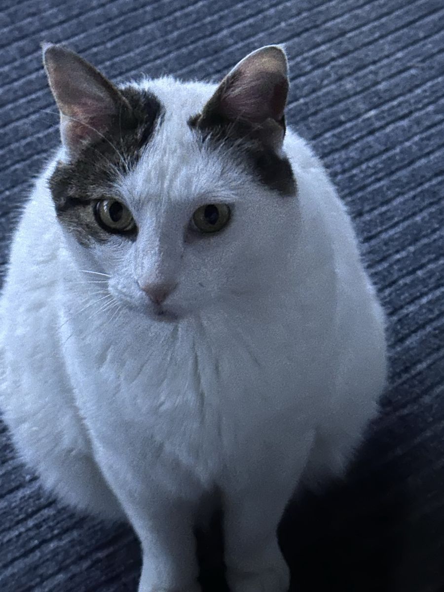 Snuggly Male Cat
