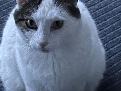 Snuggly Male Cat