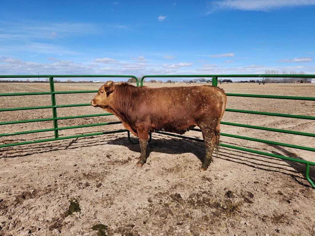 Akaushi Wagyu Bulls 1.5yr-2.5yr olds