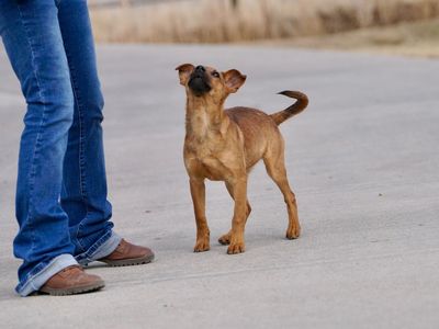 Sable 9 old rescue started on obedience