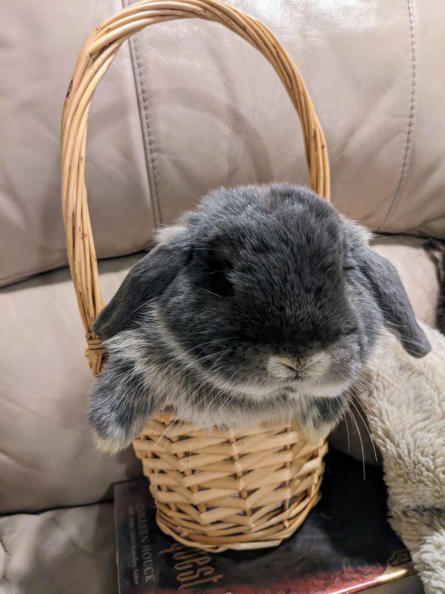 Male Holland Lop Best Buddy for sale