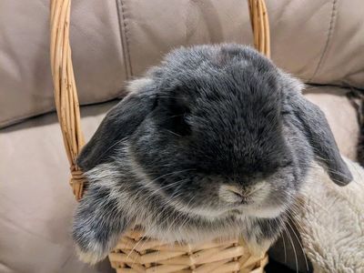 Male Holland Lop Best Buddy for sale