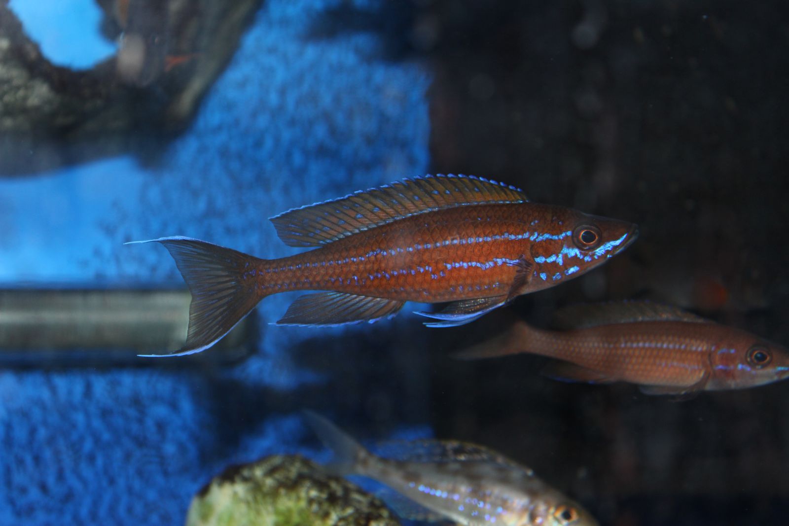 paracyprichromis nigripinnis