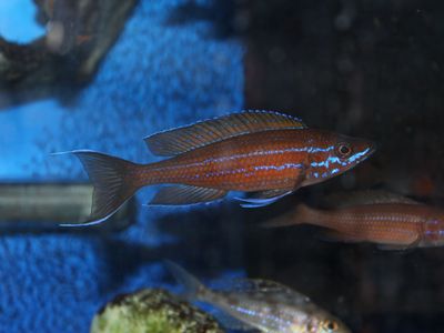 paracyprichromis nigripinnis
