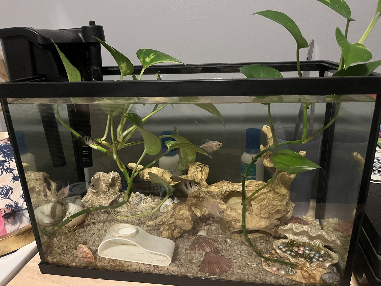 Complete Glass Fish Tank Aquarium 16x10x8.5 6 gallon? with Top Fin PF10 Filter, Substrate, and Decor