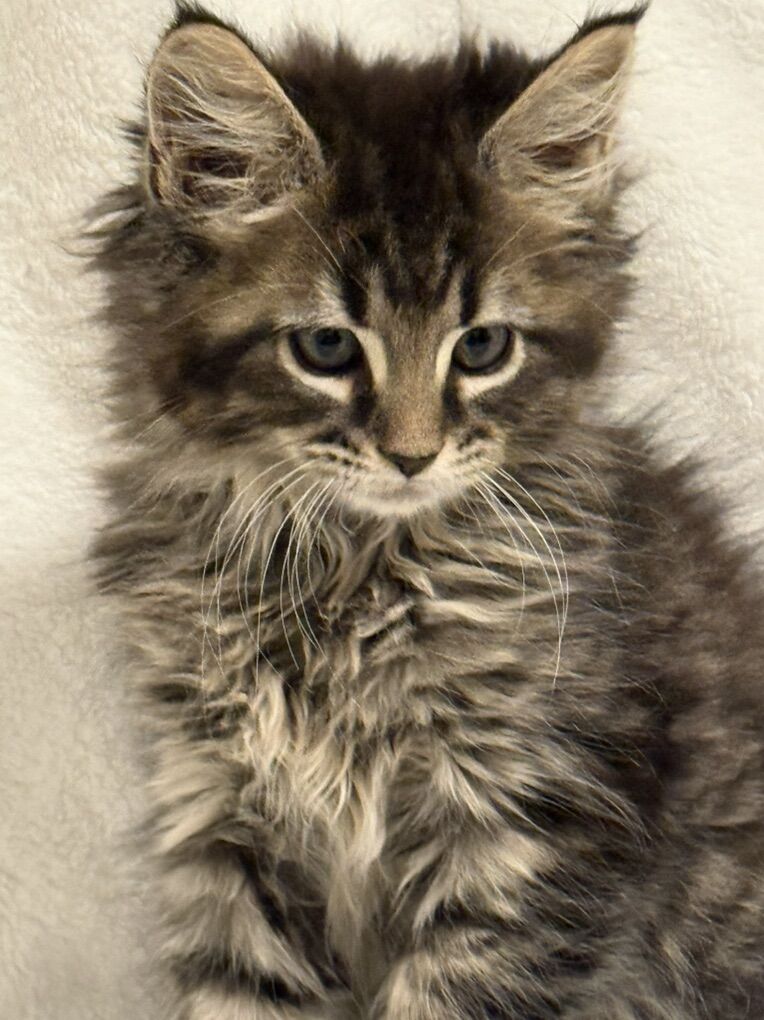 Maine Coon Kittens For Valentines Day!