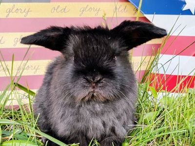Holland Lop Bunnies