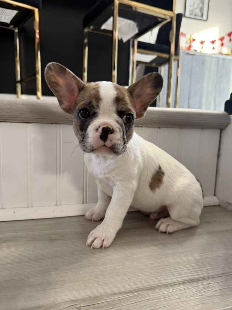 Male Frenchi
