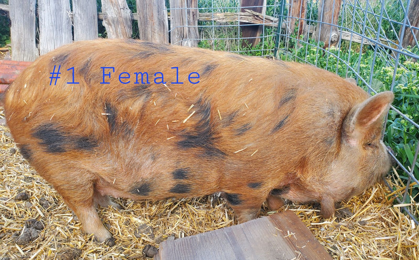 10 Month Old Kune Kune Pigs