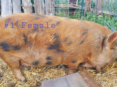 10 Month Old Kune Kune Pigs