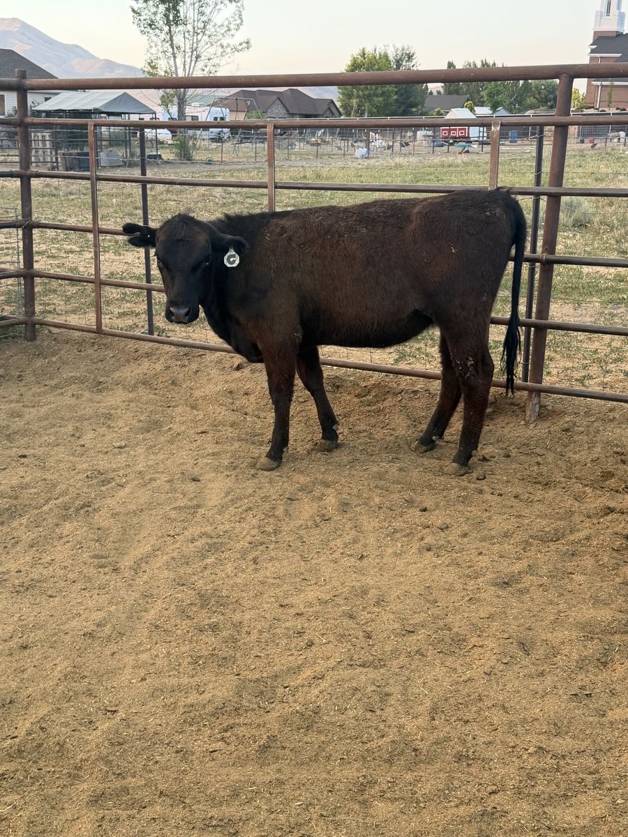 Angus heifer