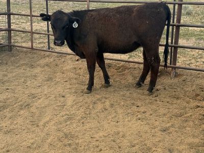 Angus heifer