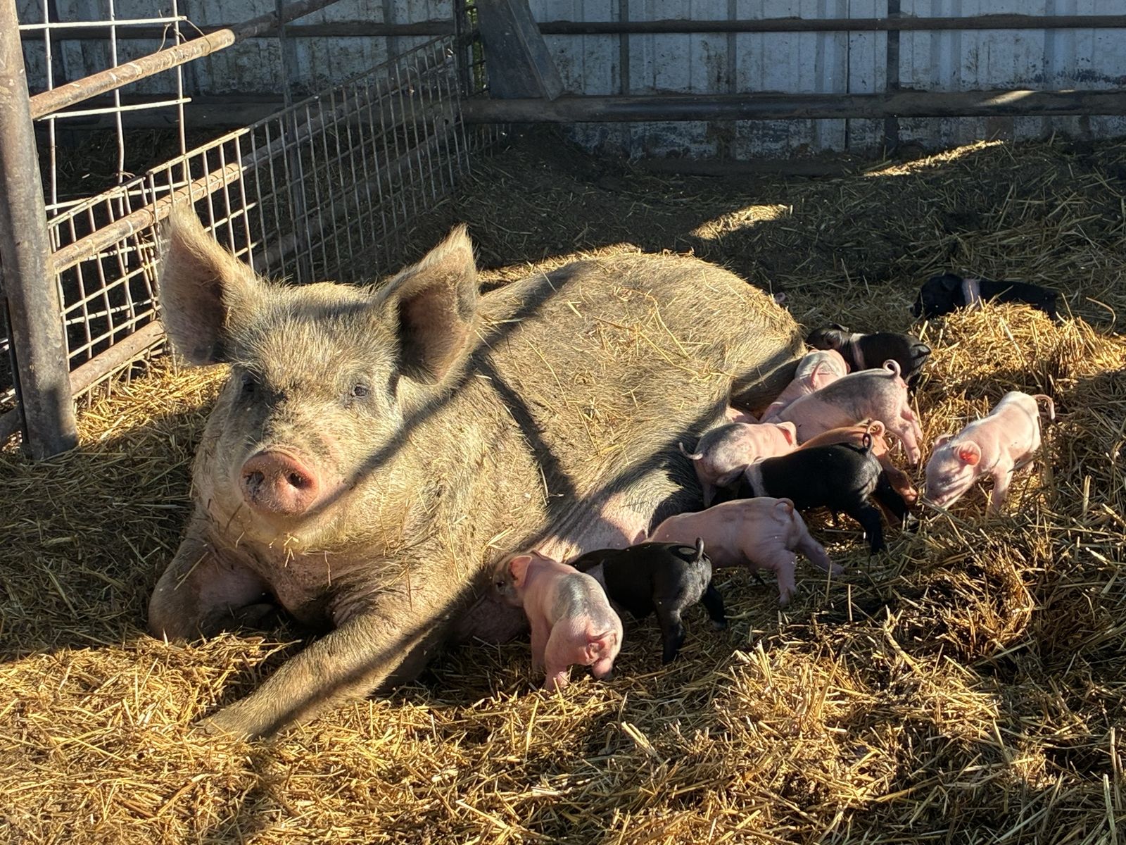 Limited Opportunity: 50 Healthy Weaner Piglets Ready First Weekend of October
