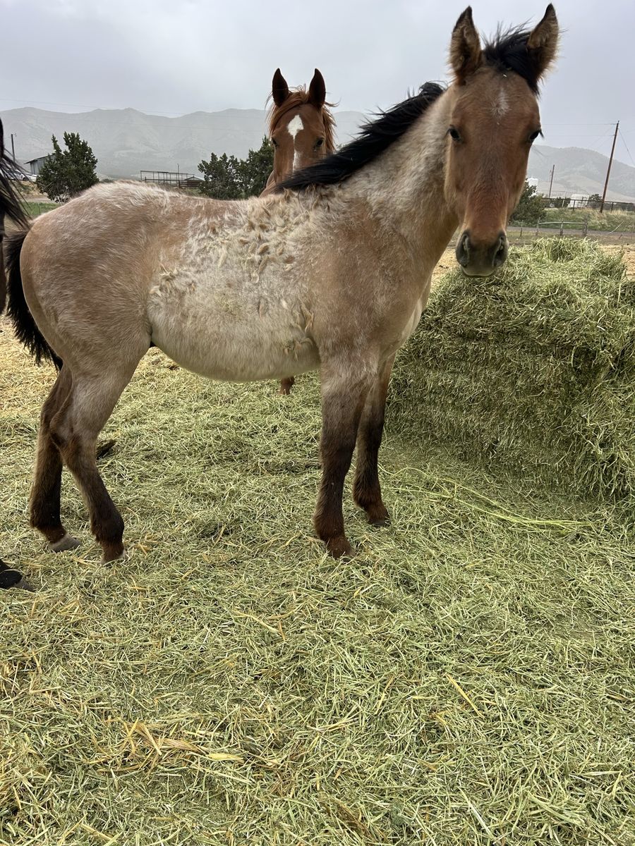 2025 AQHA stud colt