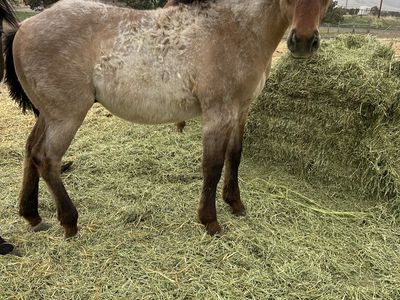 2025 AQHA stud colt