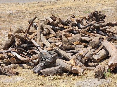 Large Pile of Assorted Firewood/Scrap Wood for Burning or Projects