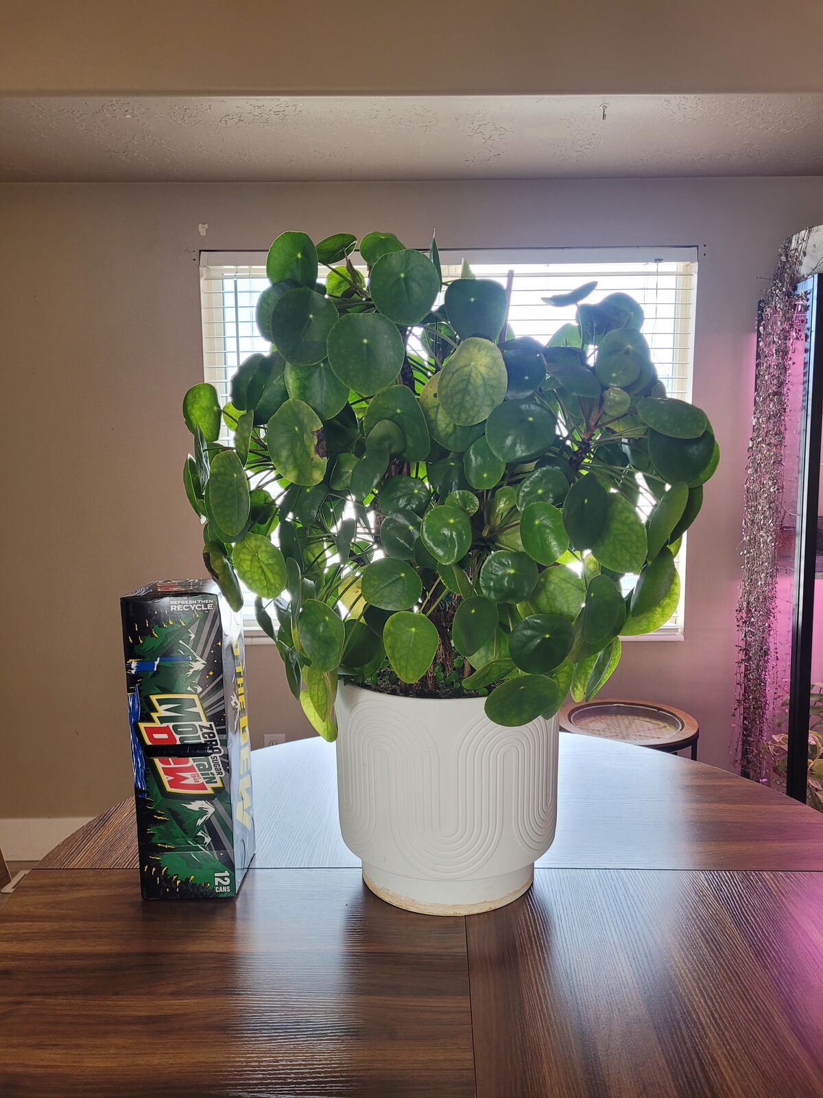 Peperomia