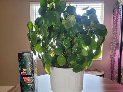 Peperomia
