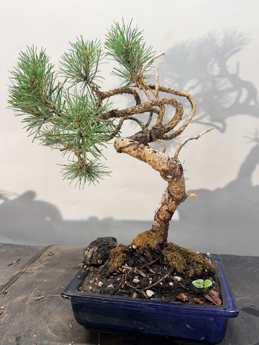Japanese Black Pine Bonsai