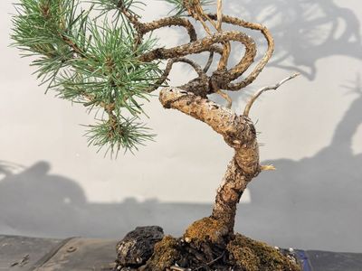 Japanese Black Pine Bonsai