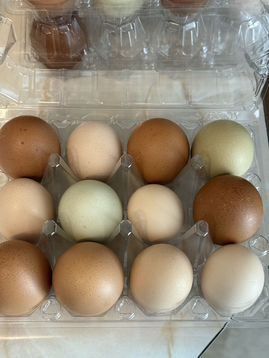 Fresh Backyard Eggs – Mixed Flock | Kearns Pickup