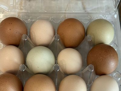 Fresh Backyard Eggs – Mixed Flock | Kearns Pickup