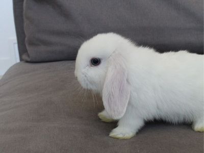 Holland Lop - Ready for a Loving Home!