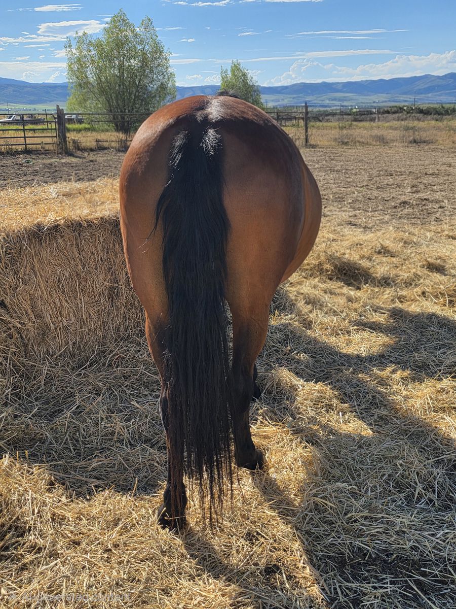 12 year old Andalusian mare